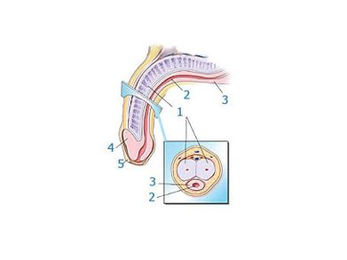 រចនាសម្ព័ន្ធលិង្គ